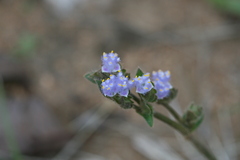 Cyanotis tuberosa